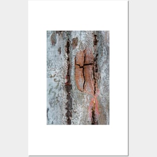Eucalypt Bark Posters and Art